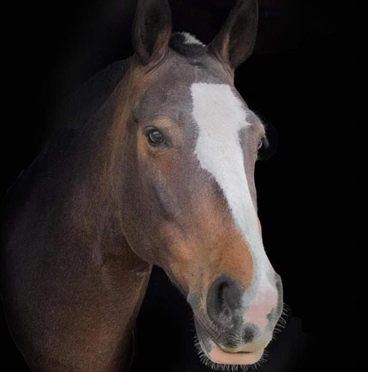 ニューポートThe Old Mountain Stables Caerllwyn Ganol Farmアパートメント 部屋 写真